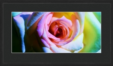 The Hyperpsychedelic Rose